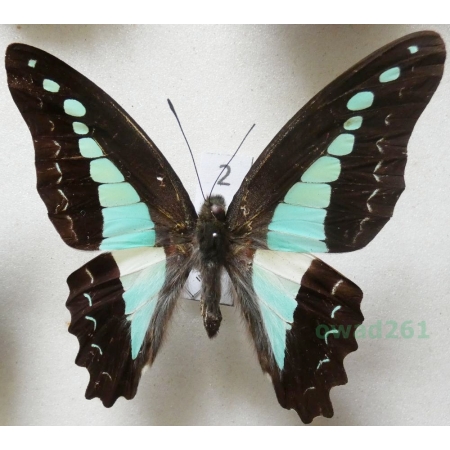 Graphium sarpedon Linnaeus, 1758 Indonesia, Seram 65mm2